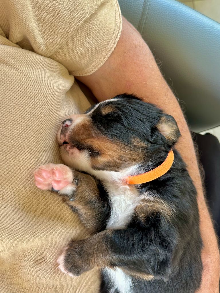 du Domaine de la Marianne - Chiots disponibles - Bouvier Bernois