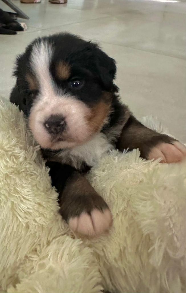 du Domaine de la Marianne - Chiots disponibles - Bouvier Bernois